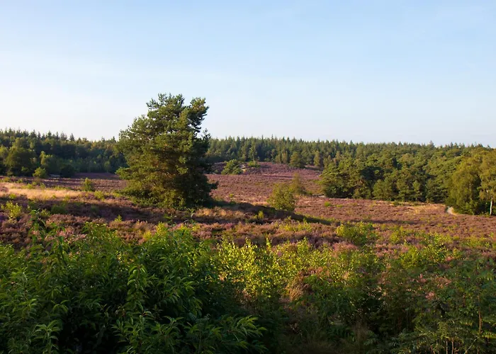 Campsite Forrest Veluwe Tiny