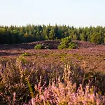 Camping Forrest Veluwe Tiny