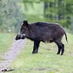 Forrest Veluwe Tiny * Heerde