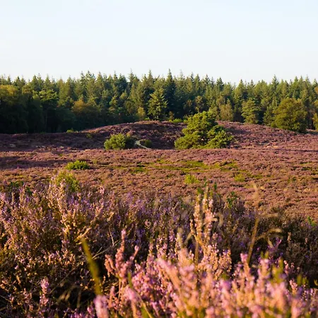Кемпинг Forrest Veluwe Tiny