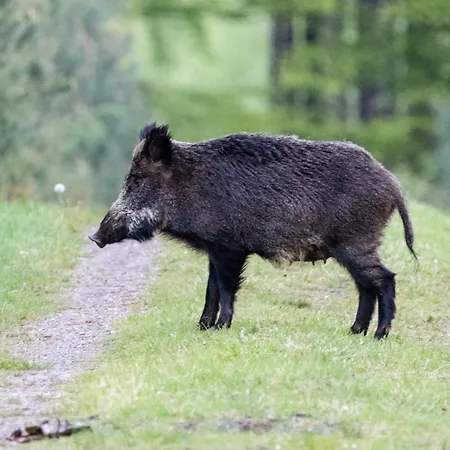 Forrest Veluwe Tiny * Heerde