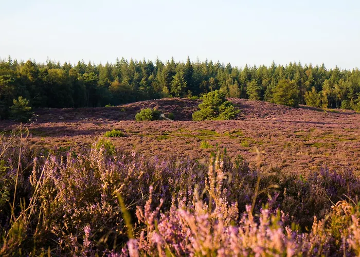 Kemp Forrest Veluwe Tiny
