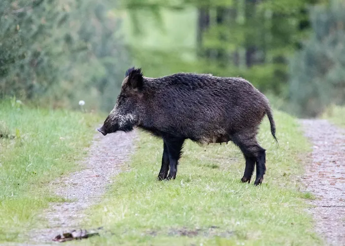 Forrest Veluwe Tiny * Heerde
